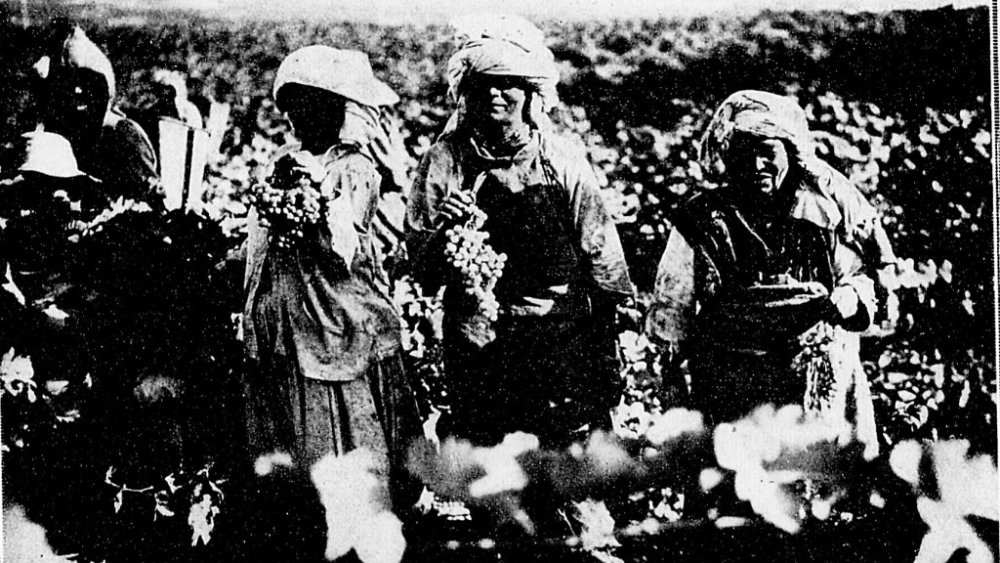 vendanges 1930